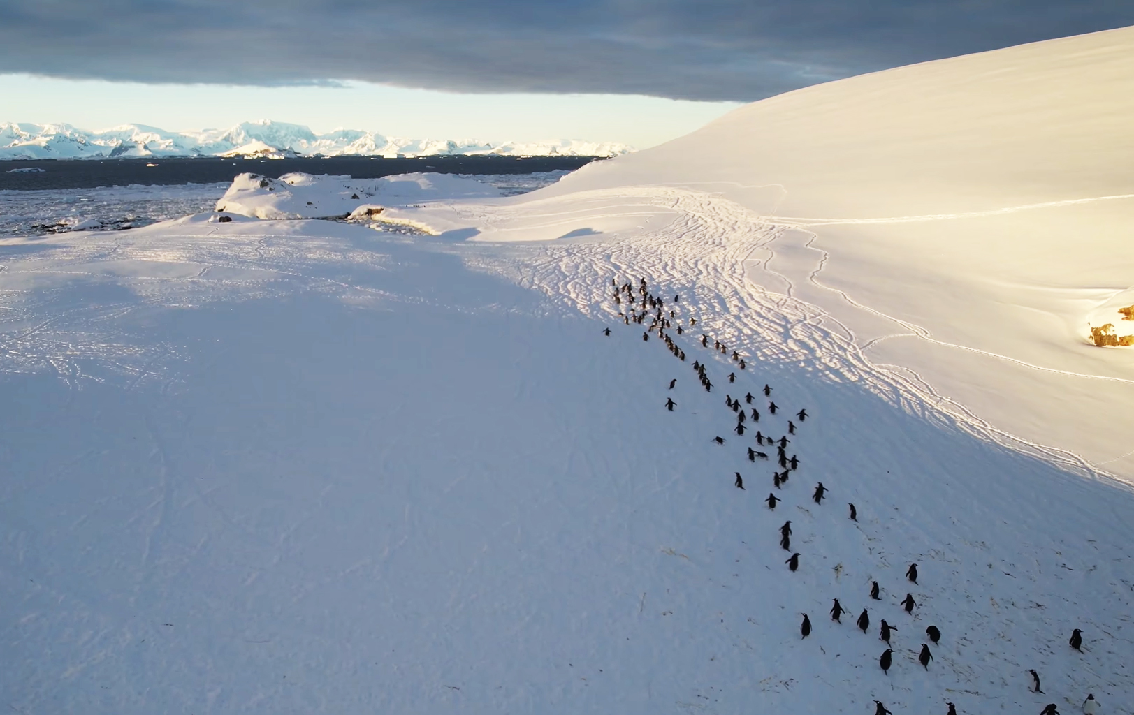 &quot;Это только начало&quot;: украинские полярники показали грандиозное возвращение пингвинов